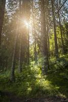 vertikal vy av tät tallgrön skog, strålar av solljus från solen bryter genom löv på träd foto