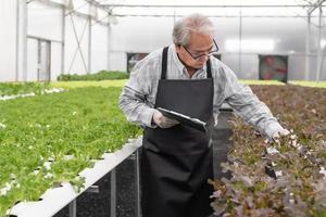 senior man som arbetar i hydroponisk gård och kontrollerar salladskvalitet. frisk farfar trädgårdsmästare som odlar ekologisk grönsakssallad i växthusträdgården. gamla agribusiness människor livsstil foto