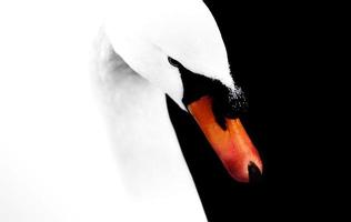 ying & yang swan