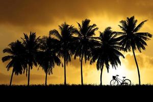 siluett av kokospalmer i en vacker kväll foto