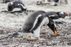 pingviner i antarktis