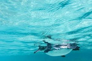 galapagos pingvin som simmar under vattnet. galagapos, ecuador