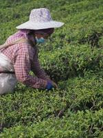 chiang rai, thailand, 2021 - bild på grönt teplockare i choui fong teplantage foto