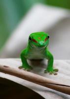 grön gekko