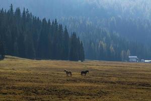 vacker landskapsvy av tall och slangar vid vacker landskapsvy vid Belluno norr om Italien. foto