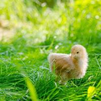 kycklingar på ett gräs foto