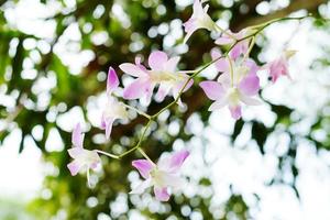 vacker rosa orkidé blomma på våren foto