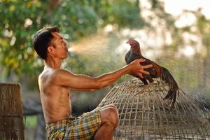 man städning thai gamecock