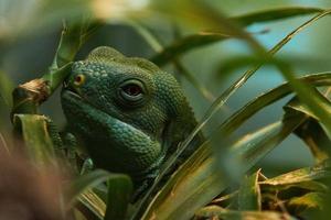 iguana tittar igenom gräs foto
