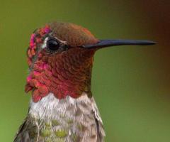 kolibri foto