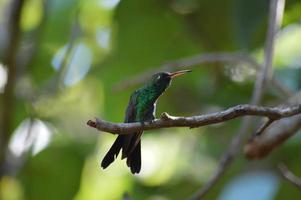 kolibri, colibrì. foto