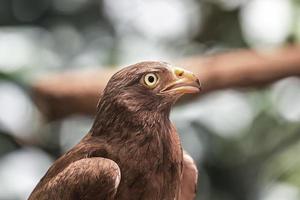 röd-tailed hawk