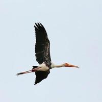 målad stork under flykt