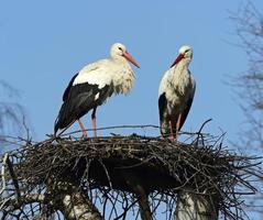 vit stork foto