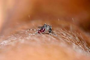 närbild av en mygga som suger blod foto