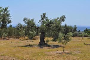 olivträd i Chalkidiki foto