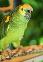grön papegoja foto