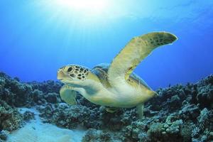 havssköldpadda foto