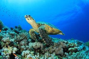 havssköldpadda som simmar nära korallrev