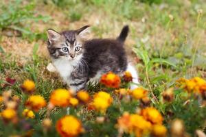 liten grå kattunge i blommor, sommar foto