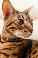 Bengal katt porträtt, tittar bort foto