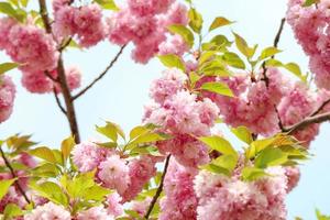 vackra vårblomma körsbärsblommor, sakura blomma med vacker natur bakgrund foto