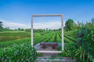 vackert landskap av choui fong teplantage vid mae chan, en turistattraktion i chiang rai i thailand. foto