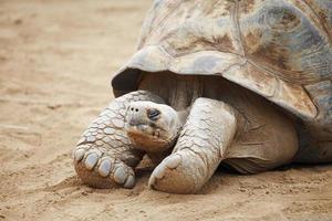 seychellerna sköldpadda foto