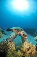 utfodring av havssköldpaddan