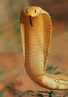 närbild av gul cape kobra med tungan sticker ut