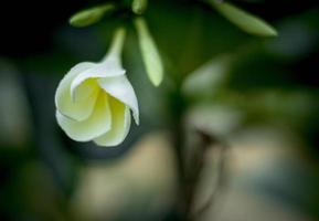 vit frangipani blomma i full blom under sommaren. foto