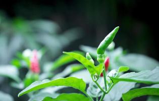 grön paprika på växten i trädgården. foto