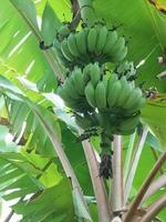 pisang awak odlad banan, dvärg namwah ducasse favorit efterrätt kultivar odlad bananblomning och resultat blomma frukt på träd i trädgården på suddig natur bakgrund foto