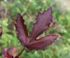 tranbärshibiskus, rödbladshibiskus, falsk roselle, afrikansk rosmalva, hibiskus acetosella malvaceae blombladsträd röd färg i trädgården på naturbakgrund foto