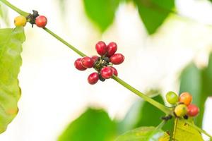 kaffe frön oskärpa bakgrund foto