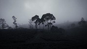 landskap, vacker natur, sorgligt foto