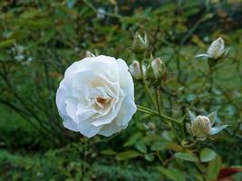 vackert rosa makro foto