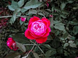 vackert rosa makro foto