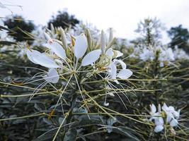 vacker vit blomma makro foto