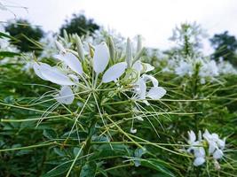 vacker vit blomma makro foto