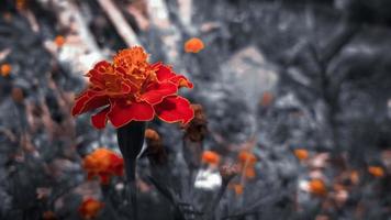 blomma bakgrund estetiska foto