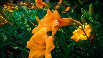 vackra blommor med estetisk bakgrund foto