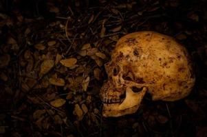 stilleben av mänsklig skalle som dog under lång tid begravdes i marken foto