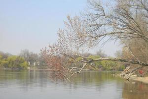 blommande gren med blommande knoppar. den breda floden dnepr. foto