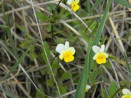 blomfält penséer viola arvenis i skogen. foto