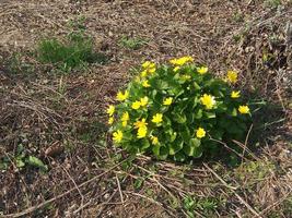 vilda blommor i trädgården foto