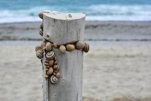 grunt fokus skott av en påle med snäckor på Tropea beach i Kalabrien foto