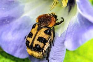 en selektiv fokusering av en skalbagge på en flowerblauer foto