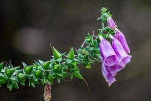 blommande fingerborgsblommor foto