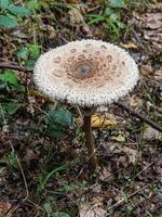 vackra svampar på hösten, giftig foto